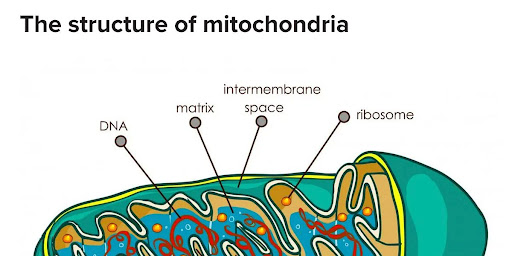 My Story: A Mitochondrial Journey